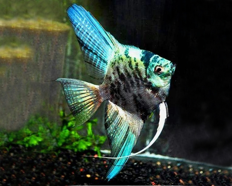 Blue Marble Angel - Pterophyllum Scalare The Trop Company